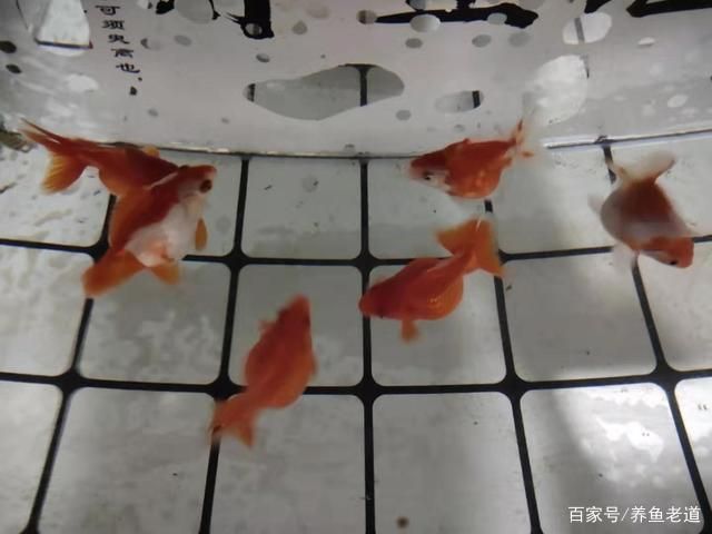 黃金貓魚叫什么魚圖片欣賞大全視頻(黃金貓是什么魚)