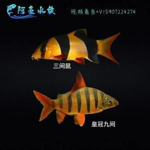 龍魚的高端配魚 龍魚的高端配魚 龍魚百科 第1張