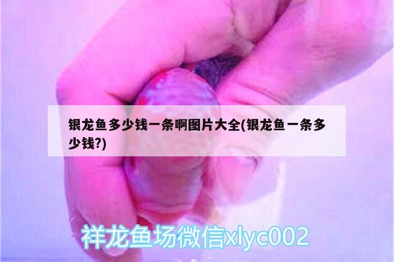銀龍魚多少錢一條啊圖片大全(銀龍魚一條多少錢?) 銀龍魚多少錢一條啊圖片大全(銀龍魚一條多少錢?) 銀龍魚百科 第3張