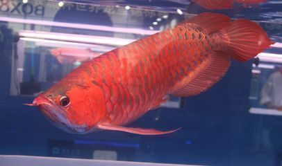 印尼紅龍魚大湖魚價格多少一條：印尼大湖紅龍魚價格低于2000元/條 印尼紅龍魚大湖魚價格多少一條：印尼大湖紅龍魚價格低于2000元/條 大湖紅龍魚百科 第4張