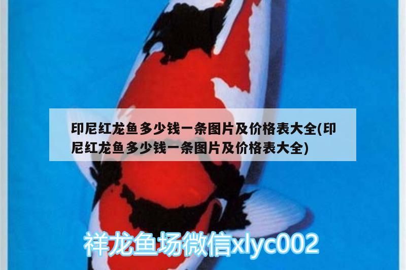 印尼紅龍魚多少錢一條圖片及價格表大全(印尼紅龍魚多少錢一條圖片及價格表大全)