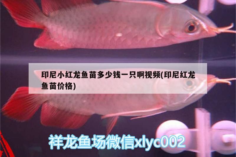 印尼小紅龍魚苗多少錢一只啊視頻(印尼紅龍魚苗價(jià)格) 印尼小紅龍魚苗多少錢一只啊視頻(印尼紅龍魚苗價(jià)格) 紅龍魚百科 第2張