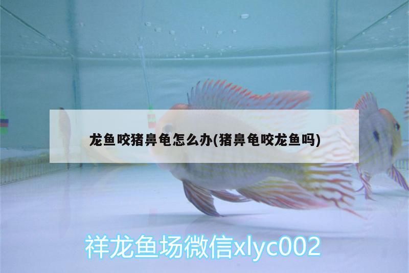 龍魚咬豬鼻龜怎么辦(豬鼻龜咬龍魚嗎)