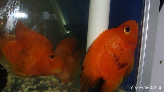 銀龍魚(yú)和虎魚(yú)能混養(yǎng)嗎圖片對(duì)比(紅龍魚(yú)和虎魚(yú)混養(yǎng))
