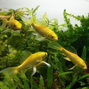 觀賞魚龍鳳