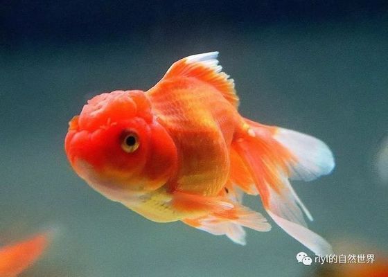 最貴的紅金龍魚品種是什么魚：探尋最貴紅金龍魚品種，奢華水產背后的極致魅力