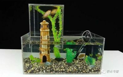 負壓魚缸可以做多高，負壓魚缸與正壓魚缸的區別