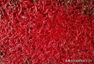 龍魚腸炎治療方法是什么藥 龍魚腸炎治療方法是什么藥 龍魚百科 第3張