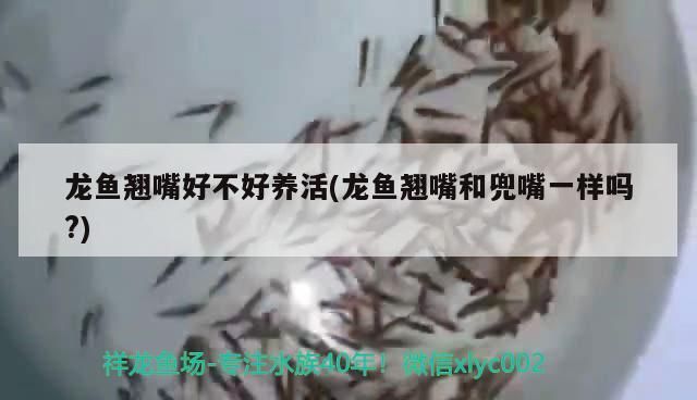 龍魚翹嘴好不好養(yǎng)活？與兜嘴有何區(qū)別？