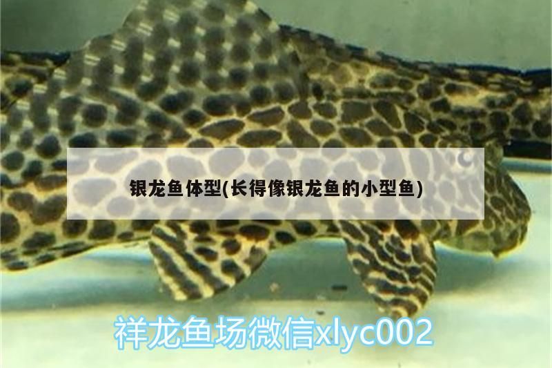 銀龍魚體型(長得像銀龍魚的小型魚)