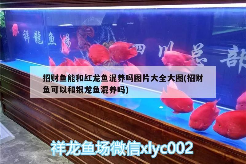 招財魚能和紅龍魚混養嗎圖片大全大圖(招財魚可以和銀龍魚混養嗎)