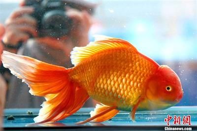 宜興特大紫砂魚缸廠家在哪里（ 宜興紫砂魚缸圖片） 宜興特大紫砂魚缸廠家在哪里（ 宜興紫砂魚缸圖片） 紅龍魚百科 第2張