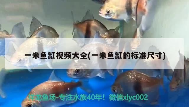 一米魚(yú)缸視頻大全(一米魚(yú)缸的標(biāo)準(zhǔn)尺寸) 一米魚(yú)缸視頻大全(一米魚(yú)缸的標(biāo)準(zhǔn)尺寸) 錦鯉魚(yú)百科 第3張