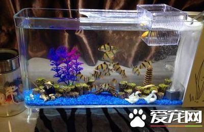 泰國虎魚鰭形與捕食策略的關(guān)系，泰國虎魚與其他魚類捕食方式比較,泰國虎魚鰭形對游泳速度的影響