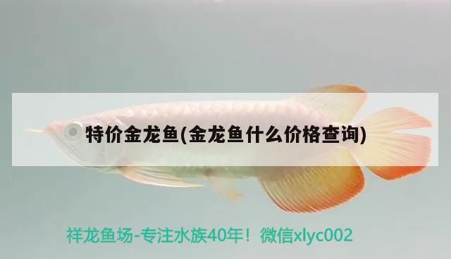 特價金龍魚(金龍魚什么價格查詢)