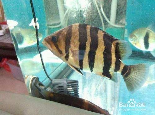 印尼三紋虎繁殖期食物選擇，印尼三紋虎繁殖期飼料品牌推薦
