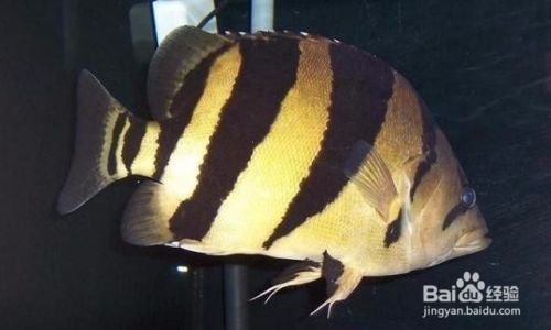 印尼三紋虎繁殖期食物選擇，印尼三紋虎繁殖期飼料品牌推薦