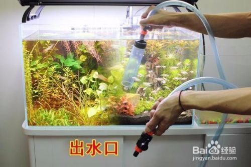 印尼三紋虎繁殖期食物選擇，印尼三紋虎繁殖期飼料品牌推薦