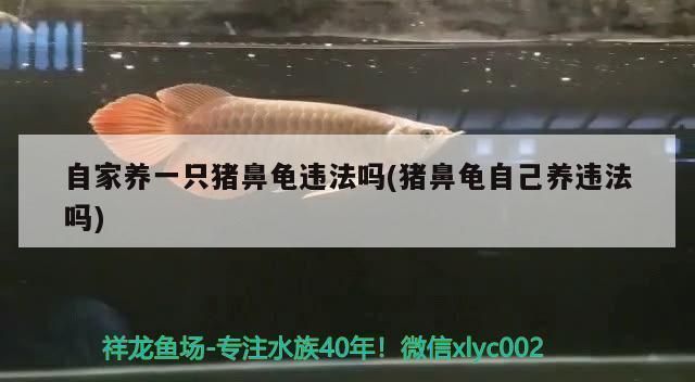 豬鼻龜家庭中養違法嗎：在中國養殖豬鼻龜犯法嗎