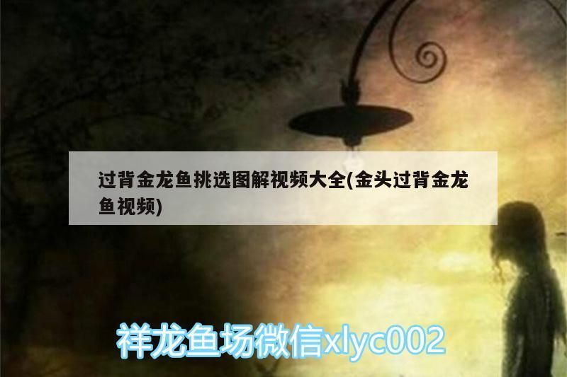 過背金龍魚挑選圖解視頻大全(金頭過背金龍魚視頻)