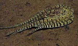 魟魚長不大是什么原因？：魟魚生長緩慢或停滯 魟魚長不大是什么原因？：魟魚生長緩慢或停滯 魟魚百科 第3張
