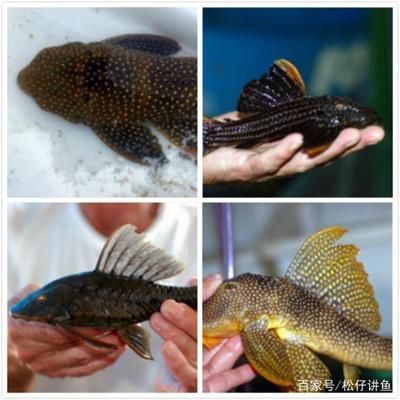 魟魚長不大是什么原因？：魟魚生長緩慢或停滯 魟魚長不大是什么原因？：魟魚生長緩慢或停滯 魟魚百科 第4張