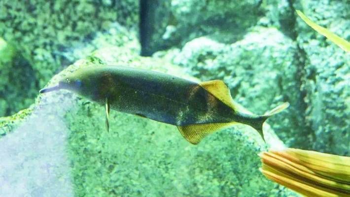 象鼻魚食物鏈中的位置分析，象鼻魚在食物鏈中占據重要地位