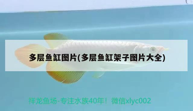 龍魚喂食后多久應該換水？（魚喂食后多久換水最佳，換水時需要注意哪些事項）