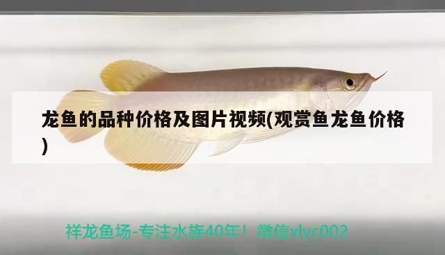 龍魚的品種價格及圖片視頻(觀賞魚龍魚價格) 龍魚的品種價格及圖片視頻(觀賞魚龍魚價格) 黃金貓魚百科 第3張