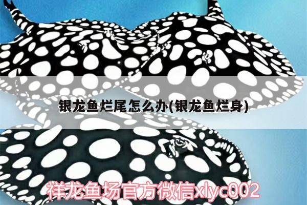 銀龍魚爛尾怎么辦(銀龍魚爛身)