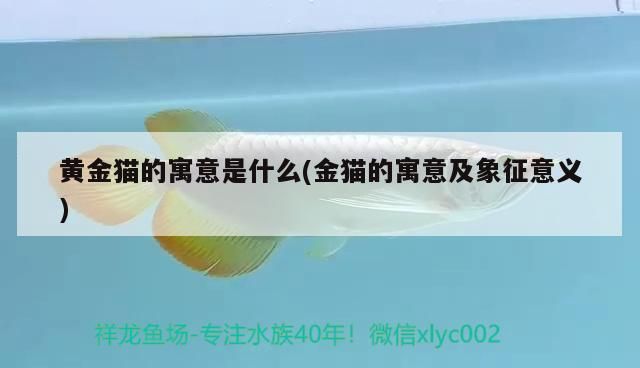 黃金貓的寓意是什么(金貓的寓意及象征意義)