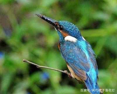 赤荔鳳冠魚的飼養要點，如何判斷水質適合赤荔鳳冠魚，赤荔鳳冠魚繁殖技巧分享