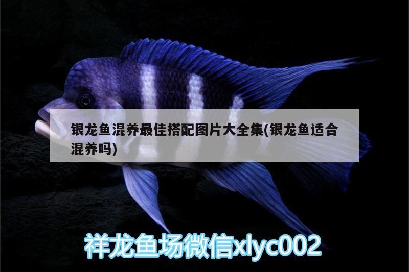 銀龍魚混養最佳搭配圖片大全集(銀龍魚適合混養嗎)