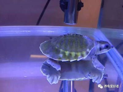 豬鼻龜適合家養嗎視頻：關于豬鼻龜的飼養方法