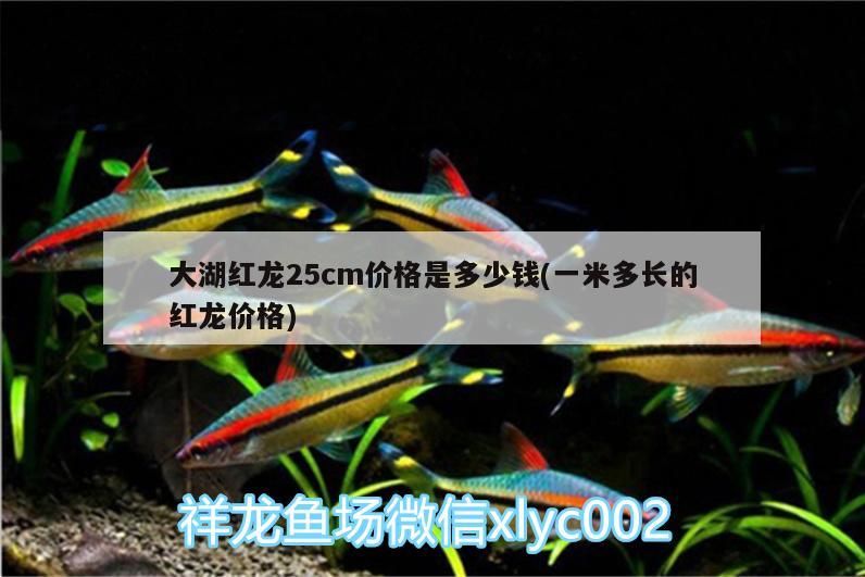 大湖紅龍25cm價格是多少錢(一米多長的紅龍價格)