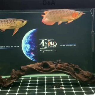 赤焰中國虎魚活食保存技巧，赤焰中國虎魚保存方法