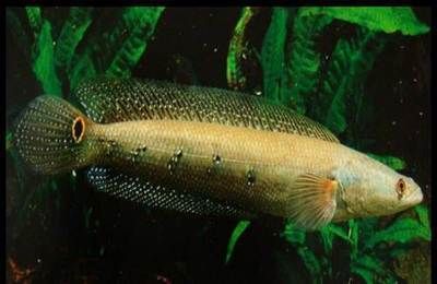 魚缸養幾條銀龍魚最好(請問銀龍魚養幾條合適)