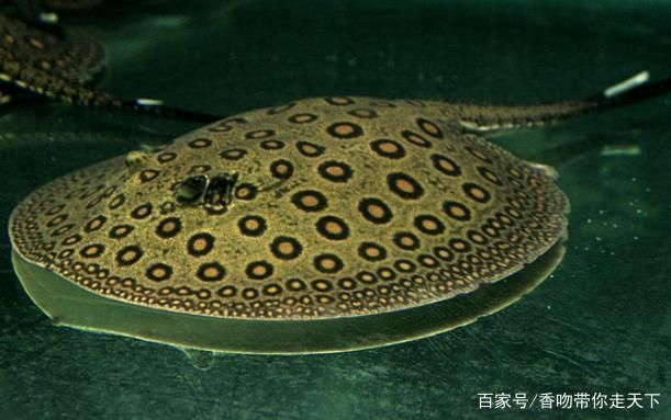 魟魚 魔鬼魚：魟魚和魔鬼魚在海洋生物中都是非常常見的魚類，但體貌特征不同