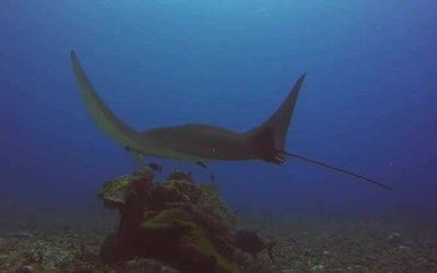 魟魚 魔鬼魚：魟魚和魔鬼魚在海洋生物中都是非常常見的魚類，但體貌特征不同