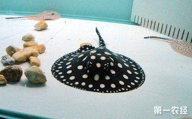魟魚不游動不吃東西能活多久：魟魚不游動不吃東西能活多久[需手動填充]魚的存活時間和身體狀況有關