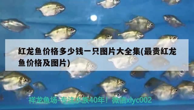 雷龍魚可以和龍魚混養(yǎng)嗎，雷龍魚混養(yǎng)嗎，雷龍魚可以和龍魚混養(yǎng)不死嗎 雷龍魚可以和龍魚混養(yǎng)嗎，雷龍魚混養(yǎng)嗎，雷龍魚可以和龍魚混養(yǎng)不死嗎 觀賞魚百科 第1張