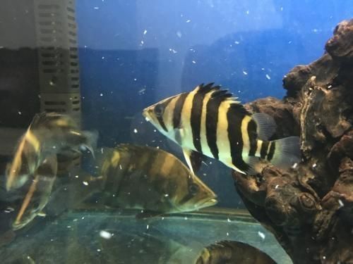 三紋虎魚冬季養護要點，三紋虎魚冬季飼料選擇，三紋虎魚水質管理技巧