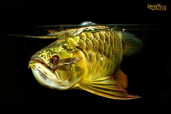 大湖魚紅龍血統要芯片嗎：印尼大湖紅龍魚血統認證與芯片是強關聯的具體分析