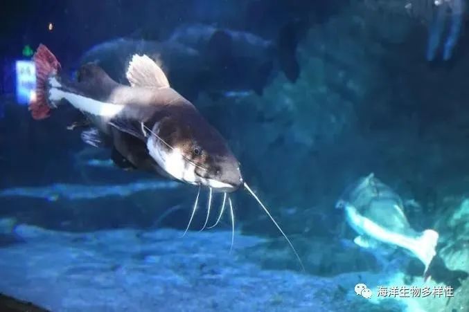 魟魚吃食嚼兩口就吐：魟魚吃食后吐食可能有以下幾個(gè)原因：[需手動(dòng)填充]魚吃食嚼兩口就吐
