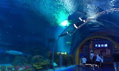 水族館服務員累嗎（水族館服務員的職業晉升路徑）