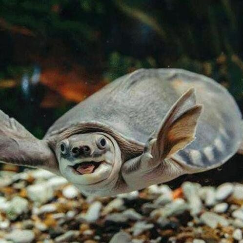 豬鼻龜好看嗎？：世界上最可愛的烏龜---豬鼻龜