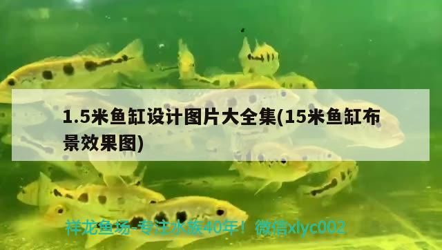 1.5米魚(yú)缸設(shè)計(jì)圖片大全集(15米魚(yú)缸布景效果圖)