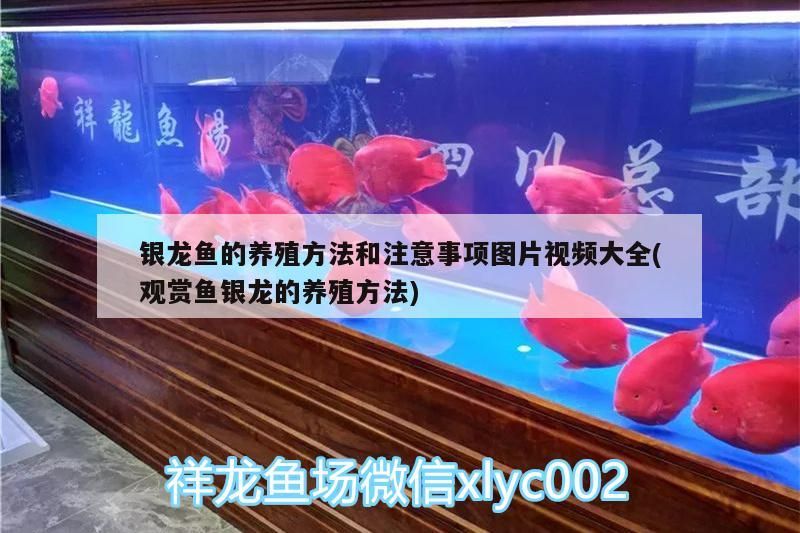 銀龍魚的養殖方法和注意事項圖片視頻大全(觀賞魚銀龍的養殖方法) 銀龍魚百科 第3張 銀龍魚的養殖方法和注意事項圖片視頻大全(觀賞魚銀龍的養殖方法) 銀龍魚的養殖方法和注意事項圖片視頻大全(觀賞魚銀龍的養殖方法) 銀龍魚百科 第3張