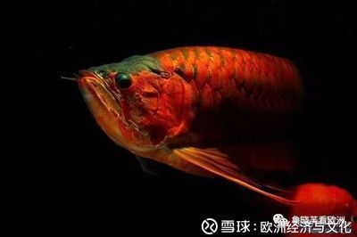 龍魚怕紅色嗎為什么不怕綠色