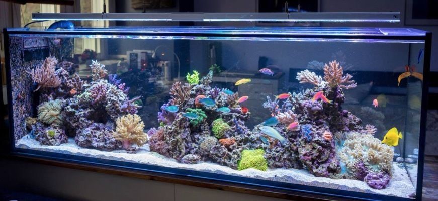 水族館用英語怎么讀？（\"在英語中讀作\"）